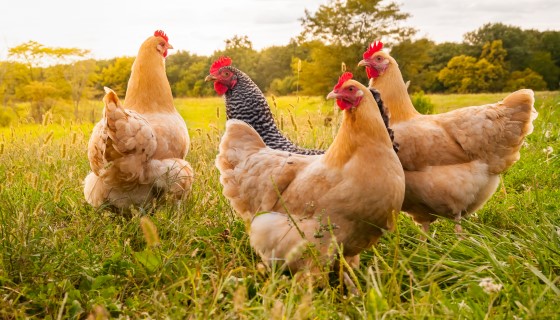 研究測試雞對曲狀桿菌的抵抗力