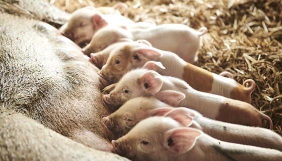 豬的自然需求是新型養豬場的設計核心