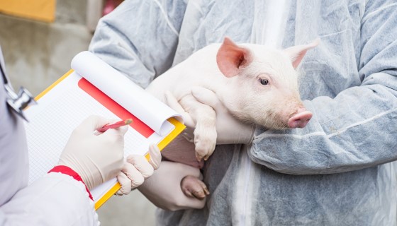 適用於現場的攜帶式設備能預防豬隻傳染病的傳播