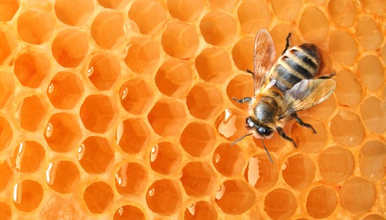 你能解開蜜蜂的謎題嗎？