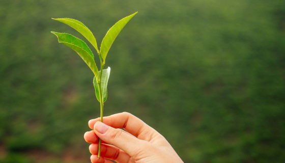 印度AgNext的AI技術將推動茶產業的復興