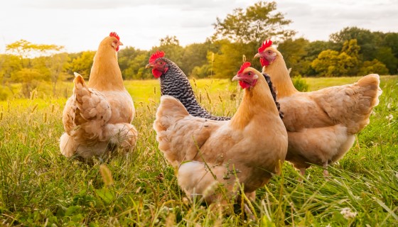 德國哥廷根大學測試昆蟲和微藻添加於飼料對雞肉品質的影響