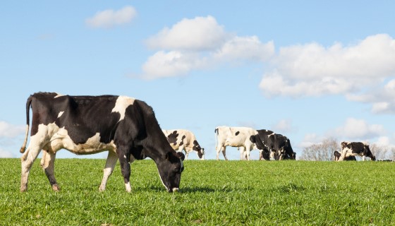 從動物源性食品中萃取抗生素殘留的新方法
