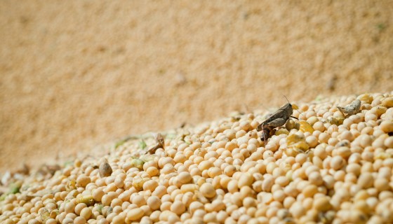 科技如何保護糧食作物免受數十年來最嚴重的蝗蟲襲擊