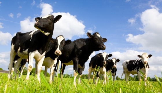 科技始終來自「牛」性 機器人擠牛乳產量增加15%