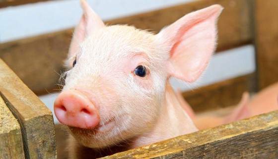 【行政院】豬肉進口五大措施
