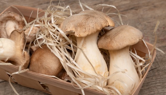 【循環】蔗渣回收變菇包 杏鮑菇產量增二、三成