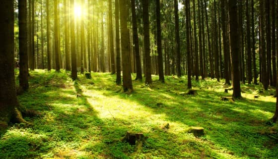 日本研究 森林浴可提升因應壓力能力