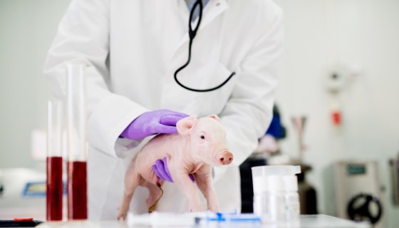 透過研究豬隻PRRS疫苗之抗體反應可幫助預測豬隻繁殖成功率