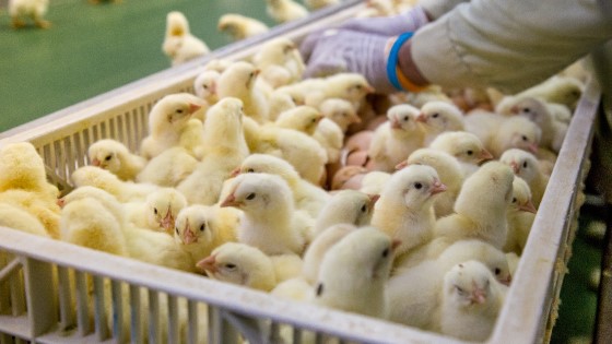 轉換雛雞性別的孵化系統獲得Grow-NY商業競賽100萬美元的獎金