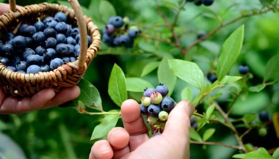 ITC裁定進口藍莓不會對美國藍莓生產者造成損害
