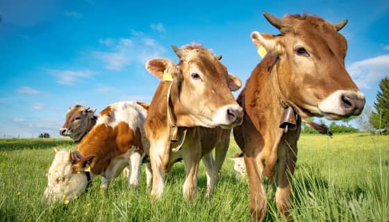 【減量】飼料添加3-硝基氧丙醇(3-NOP)可顯著減少肉牛的腸甲烷排放