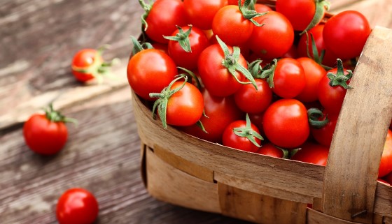 藉合成生物學提高番茄中左多巴L-DOPA含量