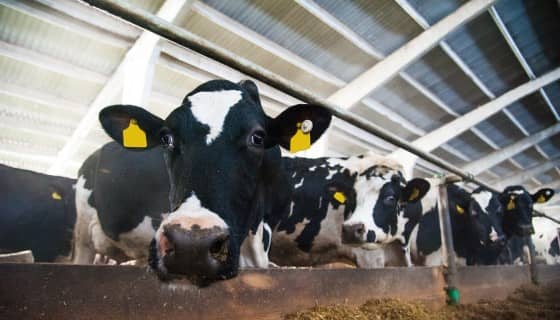動社推動物福利標章守護乳牛 未來盼擴展至豬雞禽畜