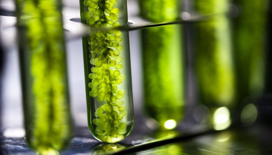 應用微藻於口服疫苗技術