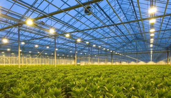 利用植物的晝夜節律基因作為農業及育種的工具，以提升作物產量及有效利用資源