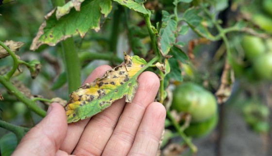 不用殺蟲！日本研發新型驅蟲劑－提高植物防禦能力，有效驅除害蟲