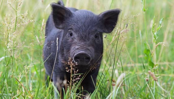 蘭嶼豬保種有成，回流第一代豬寶寶誕生！