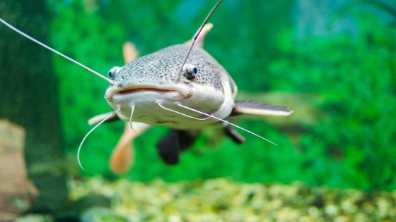 日本科學家在不使用荷爾蒙干擾的情況下轉變鯰魚性別