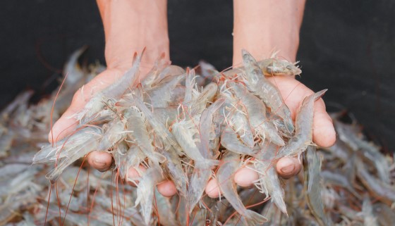 英國Hilton Seafood養殖白蝦電擊裝置的應用榮獲動物福利獎項肯定