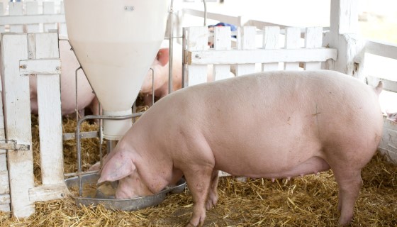 維持畜舍通風系統良好運作有助於防止豬隻產生熱緊迫反應