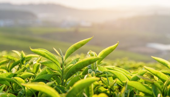 FAO呼籲茶產業鏈採取聯合行動以確保產業的永續發展