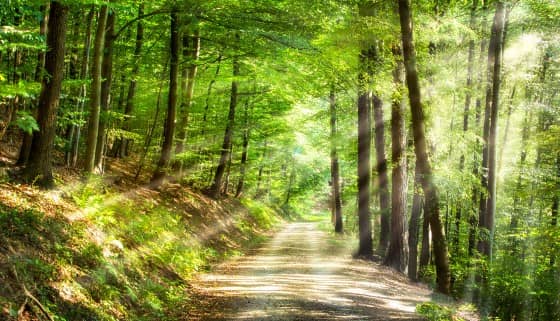 疫後生態旅遊 林務局力推發展森林療癒