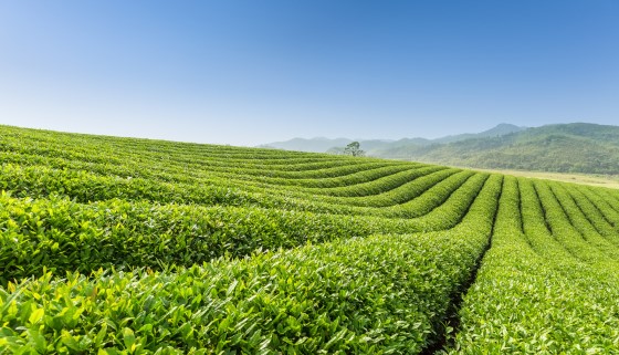 日本阿嬤的智慧發想！「從茶田到茶殼」的再生循環與高附加價值應用
