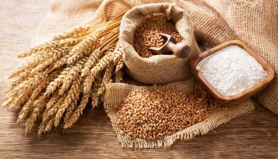 【減量】減少碳排!全球第一研發出減氮肥且高產量的新型小麥品種