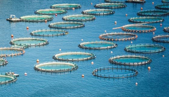 台灣漁業養殖拚轉型 海上箱網產量盼10年成長5倍