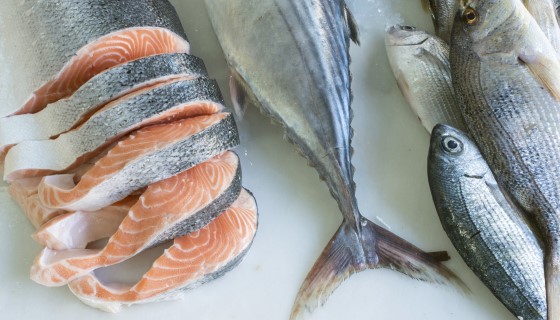 挪威千禧年鮭魚計畫目的在提高鮭魚飼料生產的永續性