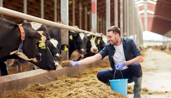 提高牛與人的福利 合作生產好喝的牛奶