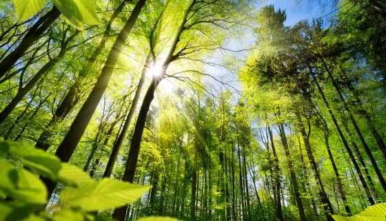 【增匯】森林碳匯 淨零目標的關鍵