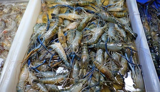 越南ShrimpVet的實驗顯示使用人工照明設備對養殖蝦的生長有正面影響