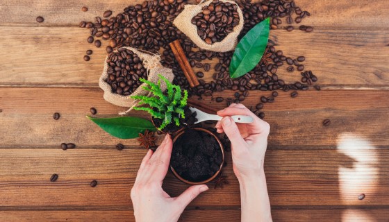 【循環】咖啡渣種菜產量高 田間研究發現還能驅蟲抑菌