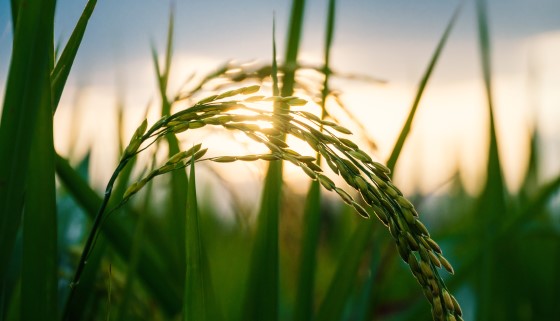 水稻與水生動物共生提高稻米產量 同時減少農業化學品的使用