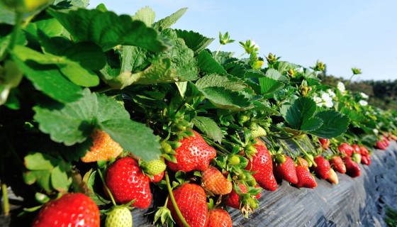草莓星系新亮點「台農1號」及健康栽培體系