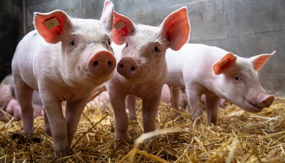 policosanol (triacontanol) supplier policosanol (triacontanol) supplier