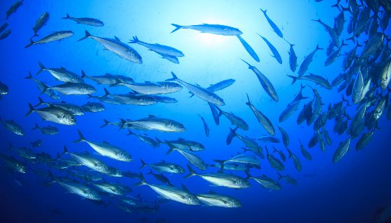 智慧魚網「Game of Trawls」之開發將拯救數百萬海洋生物