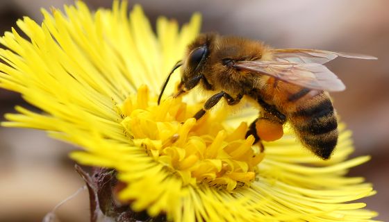 太陽能電廠周圍種植野花可成為蜜蜂的家園
