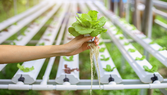自動養分調配系統可優化水耕植物栽培之營養輸送與監控