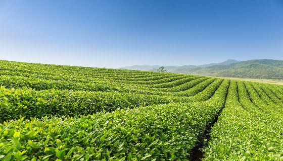 美國茶產業2021~2022年回顧與預測