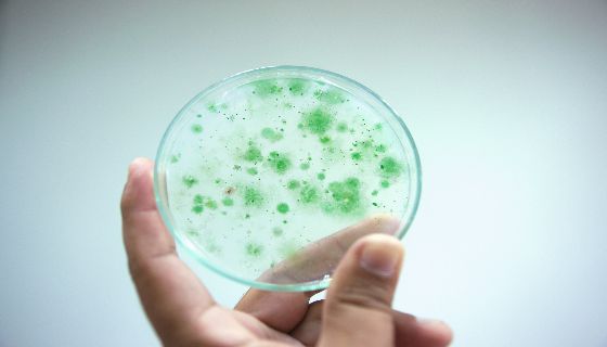 落實科技公共化  農委會：可與農民學院合作推廣光合菌