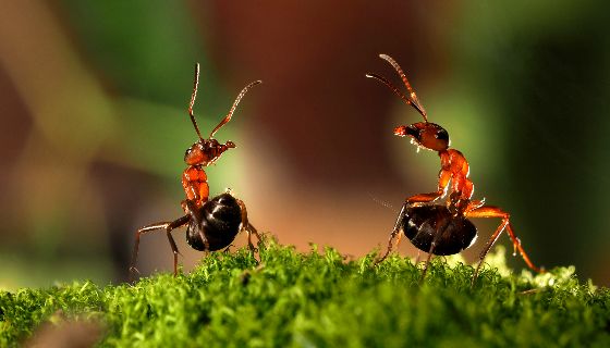 生物防治技術至關重要的下一步：天敵昆蟲智慧化量產