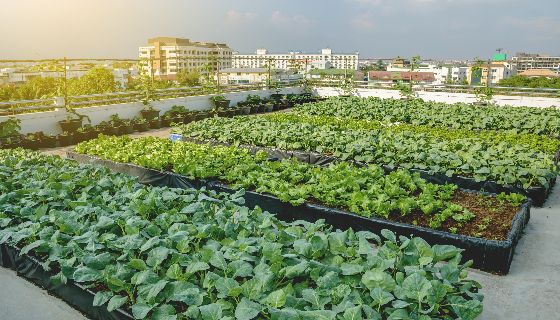 淡水農會成立綠色照顧站 空中菜園樂齡採收