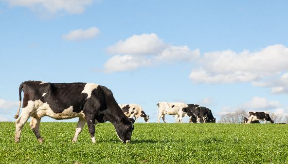 荷蘭Nutreco投資技術平台以改善印度的乳牛飼養效益