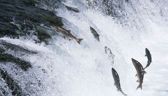 法羅群島的鮭魚養殖業者獲得2021年永續發展獎殊榮