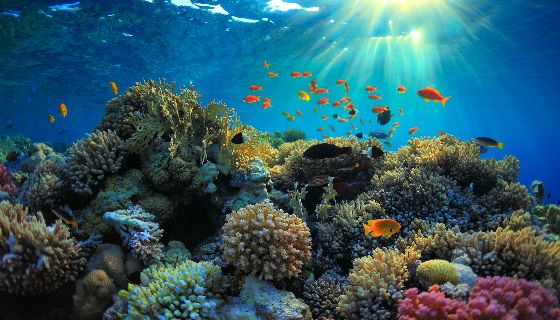 【增匯】日本如何通過科學和新創企業促進海洋可持續發展