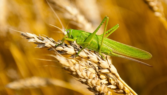 蟋蟀、蝗蟲及蠶蛹等昆蟲蛋白的營養特性
