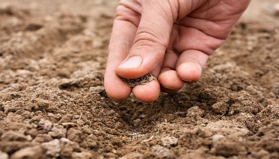添加真菌到土壤中可能引入入侵種進而威脅生態系統